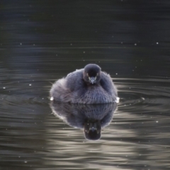 Tachybaptus novaehollandiae (Australasian Grebe) at Michelago, NSW - 22 Sep 2012 by Illilanga