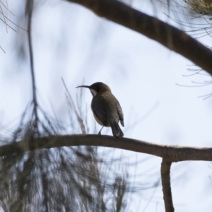 Acanthorhynchus tenuirostris at Michelago, NSW - 1 Sep 2019