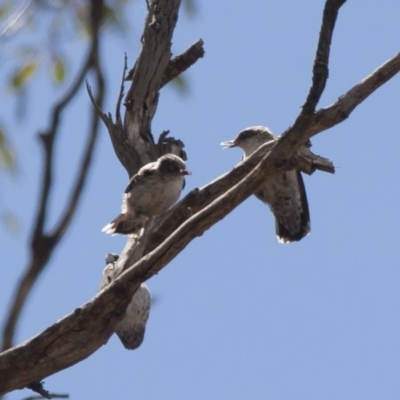 Daphoenositta chrysoptera (Varied Sittella) at Michelago, NSW - 22 Jan 2012 by Illilanga