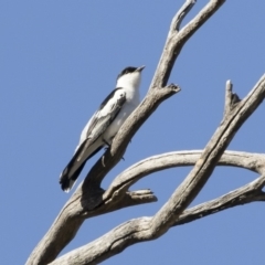 Lalage tricolor (White-winged Triller) at Illilanga & Baroona - 21 Oct 2019 by Illilanga