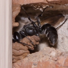 Pison sp. (genus) (Black mud-dauber wasp) at Evatt, ACT - 25 Oct 2015 by TimL