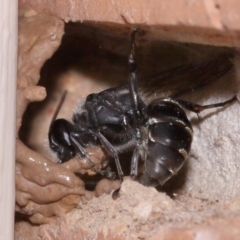 Pison sp. (genus) at Evatt, ACT - 25 Oct 2015 04:04 PM