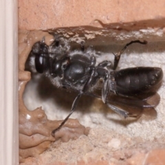 Pison sp. (genus) at Evatt, ACT - 25 Oct 2015 04:04 PM