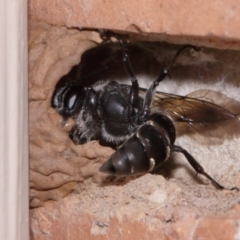 Pison sp. (genus) at Evatt, ACT - 25 Oct 2015 04:04 PM