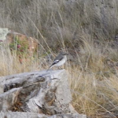 Melanodryas cucullata (Hooded Robin) at Michelago, NSW - 11 Mar 2008 by Illilanga