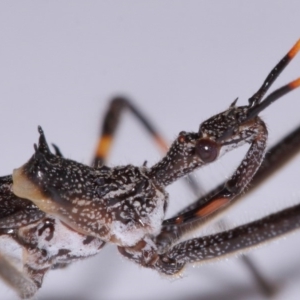 Pnirsus cinctipes at Evatt, ACT - 31 Oct 2015