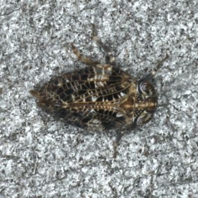 Chlamydopteryx sidnicus (Issid Planthopper) at Majura, ACT - 16 Apr 2020 by jb2602