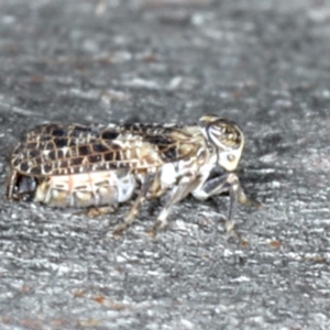 Chlamydopteryx sidnicus at Majura, ACT - 16 Apr 2020