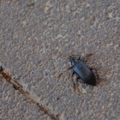 Tanychilus sp. (genus) (Comb-clawed beetle) at Wamboin, NSW - 30 Mar 2020 by natureguy