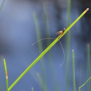 Ephemeroptera (order) at Wamboin, NSW - 30 Mar 2020