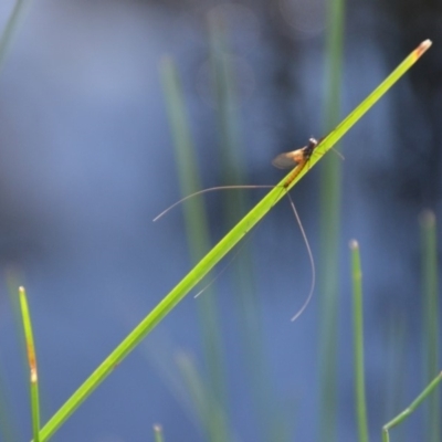 Ephemeroptera (order) (Unidentified Mayfly) at Wamboin, NSW - 30 Mar 2020 by natureguy