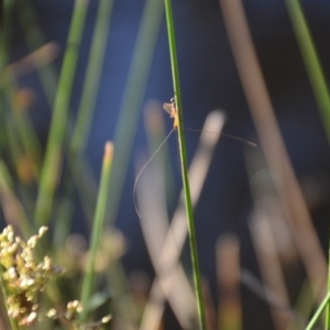 Ephemeroptera (order) at Wamboin, NSW - 30 Mar 2020