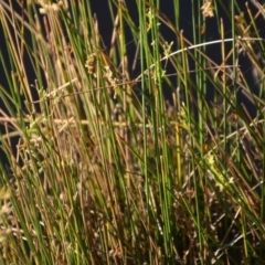 Ephemeroptera (order) at Wamboin, NSW - 30 Mar 2020