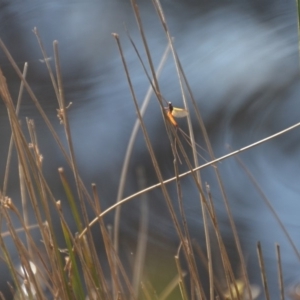 Ephemeroptera (order) at Wamboin, NSW - 30 Mar 2020