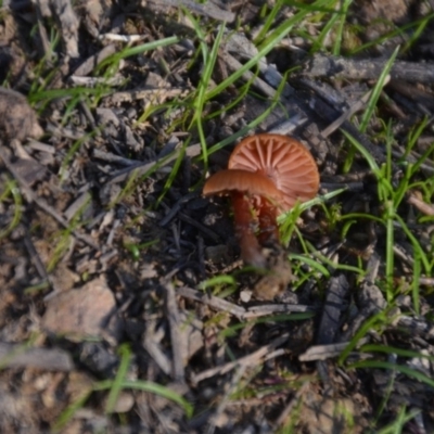 Laccaria sp. (Laccaria) at Wamboin, NSW - 30 Mar 2020 by natureguy