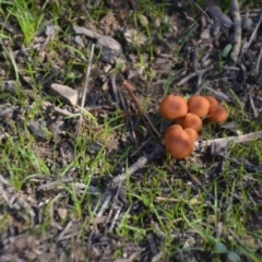 Laccaria sp. at Wamboin, NSW - 30 Mar 2020