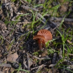 Laccaria sp. at Wamboin, NSW - 30 Mar 2020