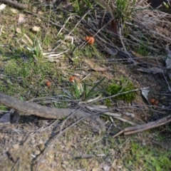 Laccaria sp. at Wamboin, NSW - 30 Mar 2020