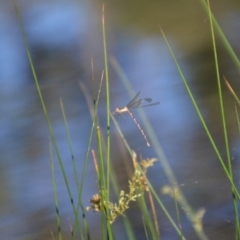 Austrolestes leda at QPRC LGA - 30 Mar 2020