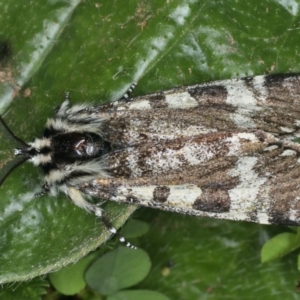 Apina callisto at Majura, ACT - 16 Apr 2020 04:30 PM