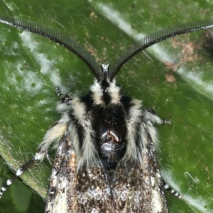 Apina callisto at Majura, ACT - 16 Apr 2020 04:30 PM