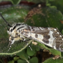 Apina callisto at Majura, ACT - 16 Apr 2020 04:30 PM