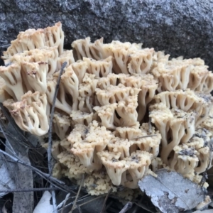 Ramaria sp. at Tuggeranong DC, ACT - 16 Apr 2020