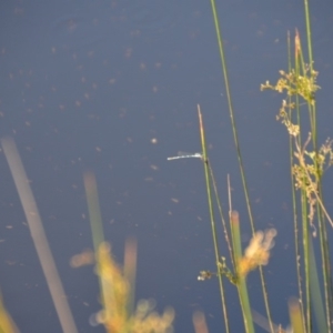 Austrolestes leda at Wamboin, NSW - 30 Mar 2020