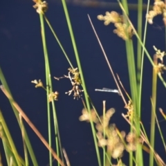 Austrolestes leda at Wamboin, NSW - 30 Mar 2020