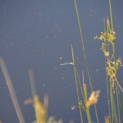 Austrolestes leda at Wamboin, NSW - 30 Mar 2020