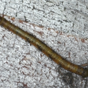 Geometridae (family) IMMATURE at Majura, ACT - 15 Apr 2020