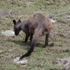 Osphranter robustus robustus (Eastern Wallaroo) at Booth, ACT - 16 Apr 2020 by ChrisHolder