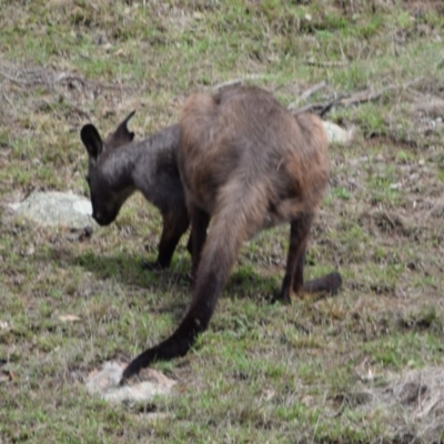 Osphranter robustus robustus (Eastern Wallaroo) at Booth, ACT - 17 Apr 2020 by ChrisHolder