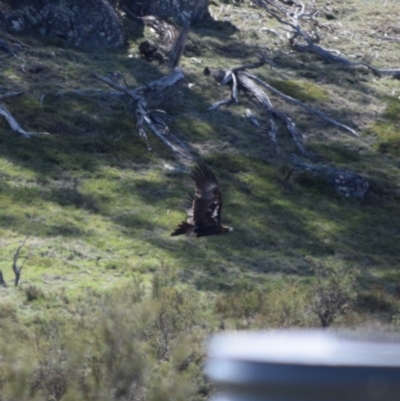 Aquila audax (Wedge-tailed Eagle) at Mount Clear, ACT - 1 Mar 2020 by ChrisHolder