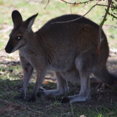 Notamacropus rufogriseus (Red-necked Wallaby) at Rendezvous Creek, ACT - 1 Mar 2020 by ChrisHolder