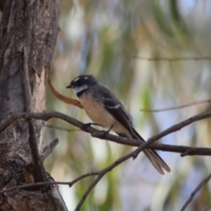 Rhipidura albiscapa at Paddys River, ACT - 1 Mar 2020