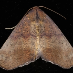 Mnesampela privata (Autumn Gum Moth) at Ainslie, ACT - 15 Apr 2020 by jb2602