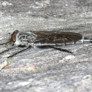 Neocerdistus acutangulatus at Majura, ACT - 15 Apr 2020