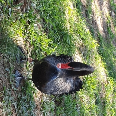 Cygnus atratus (Black Swan) at Greenway, ACT - 17 Apr 2020 by ChrisHolder