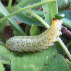 Lophyrotoma analis (Sawfly, Ironbark Sawfly) at Hawker, ACT - 14 Apr 2020 by Christine