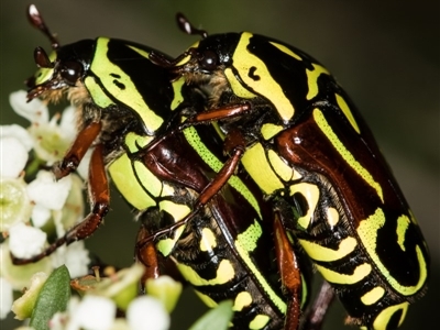 Eupoecila australasiae (Fiddler Beetle) at West Belconnen Pond - 16 Jan 2015 by Bron