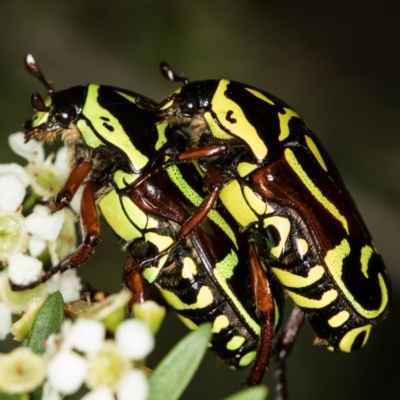 Eupoecila australasiae (Fiddler Beetle) at Dunlop, ACT - 16 Jan 2015 by Bron