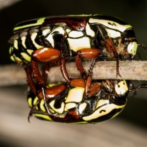 Eupoecila australasiae at West Belconnen Pond - 16 Jan 2015