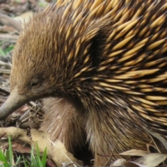 Tachyglossus aculeatus (Short-beaked Echidna) at Dunlop, ACT - 14 Apr 2020 by Christine