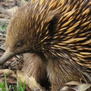 Tachyglossus aculeatus at Dunlop, ACT - 14 Apr 2020