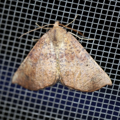 Mnesampela privata (Autumn Gum Moth) at O'Connor, ACT - 16 Apr 2020 by ibaird