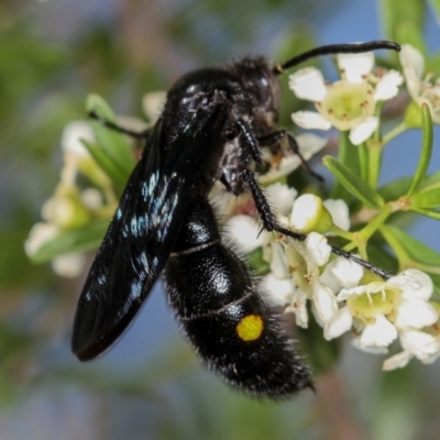 Australelis anthracina (Flower wasp) at Dunlop, ACT - 30 Jan 2013 by Bron