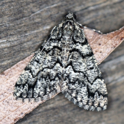 Lipogya exprimataria (Jagged Bark Moth) at O'Connor, ACT - 16 Apr 2020 by ibaird