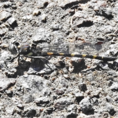 Cordulephya pygmaea (Common Shutwing) at Coombs, ACT - 17 Apr 2020 by JohnBundock