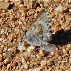 Lucia limbaria (Chequered Copper) at Molonglo River Reserve - 17 Apr 2020 by JohnBundock